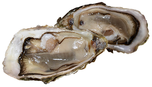 oysters knockout