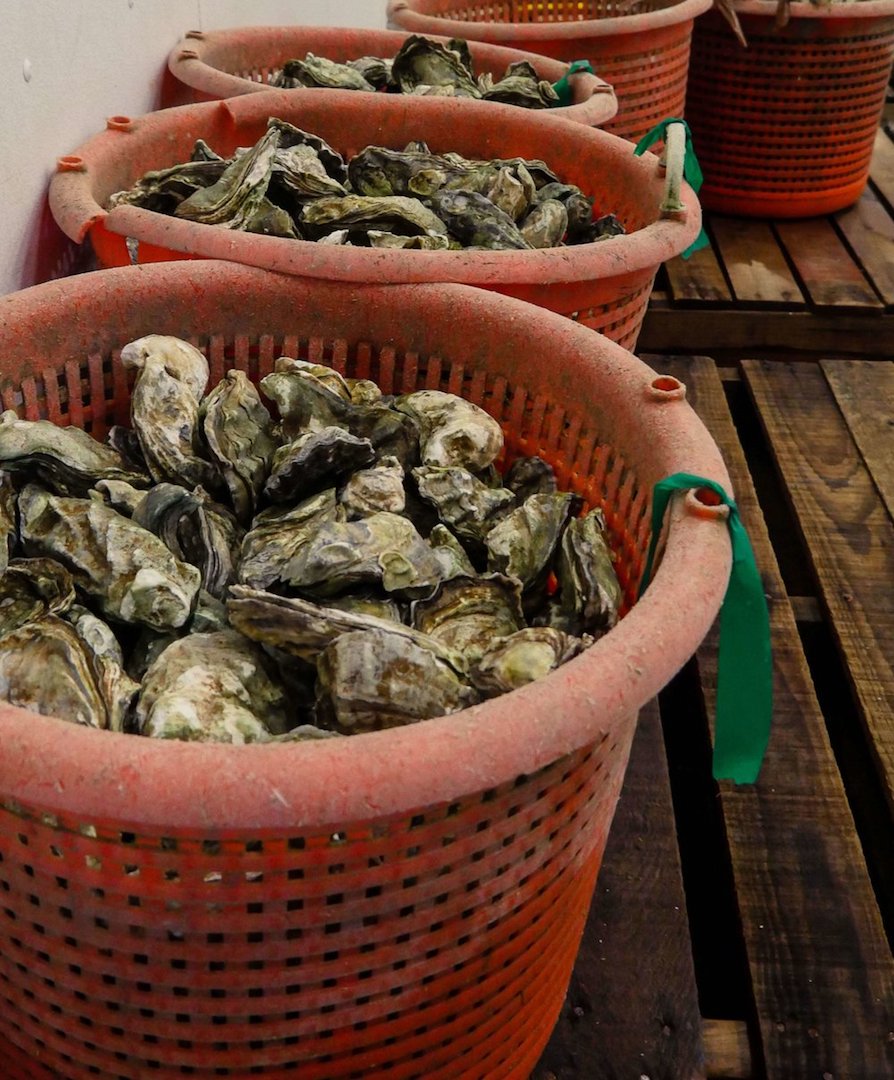 clausen+oysters-1 clausen+oysters-1