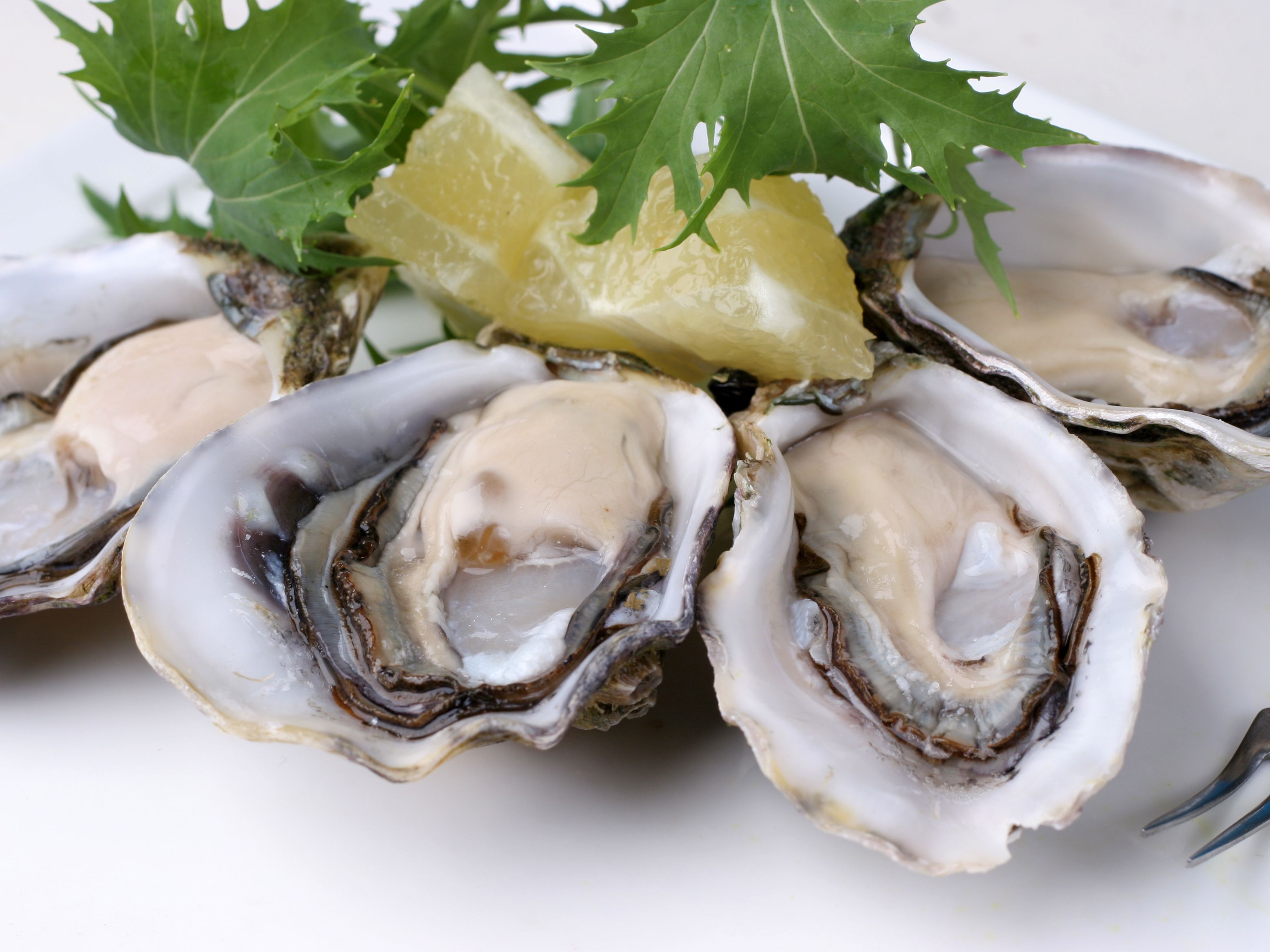Coos Bay Moon Rock Oysters Clausen Oysters