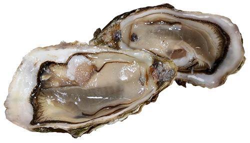 How to Serve Raw Oysters - How to Eat Oysters on the Half Shell